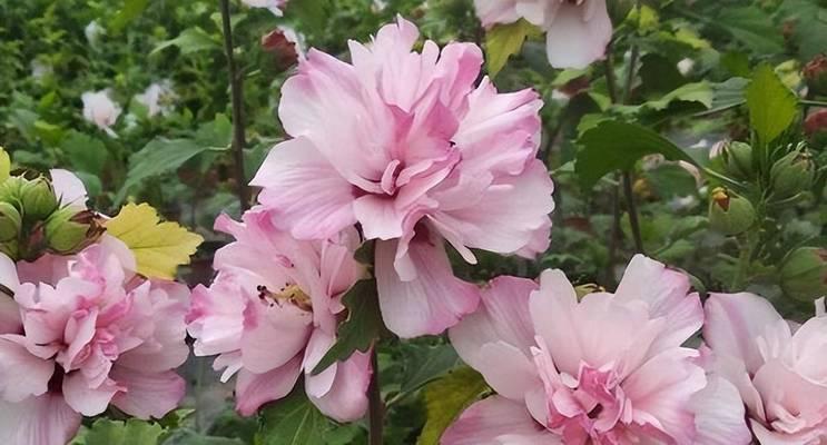 木槿花养殖有哪些方法？需要注意什么？