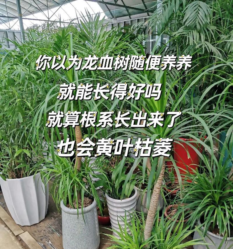 龙血树如何养护？有哪些养护技巧？