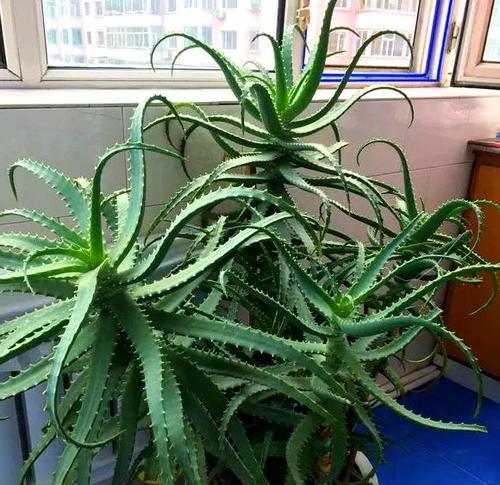 芦荟养护的完全指南是什么？如何从盆栽到老桩蜕变？