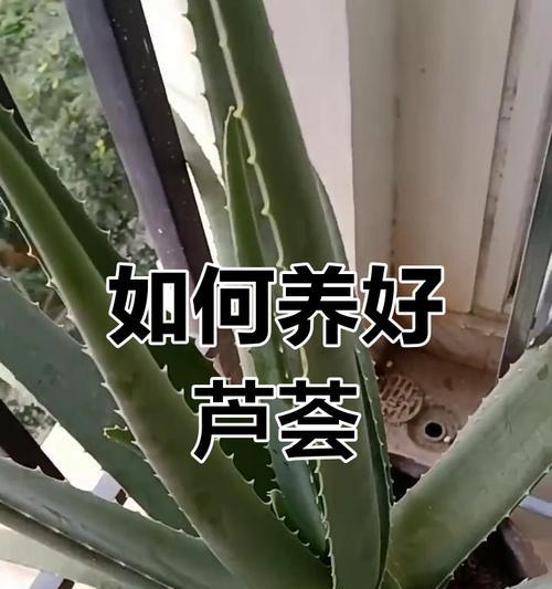 芦荟养护的完全指南是什么？如何从盆栽到老桩蜕变？