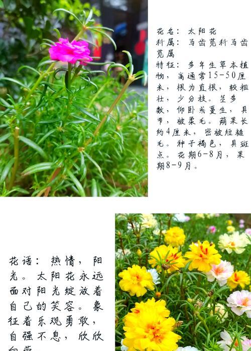 太阳花的象征意义是什么？有哪些繁殖方法？