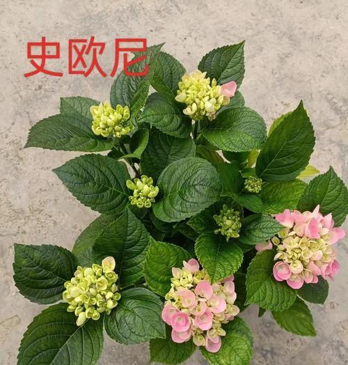 绣球花如何赏析？养护指南是什么？