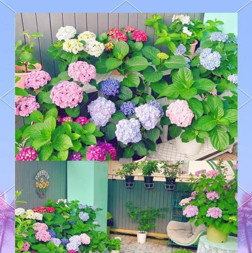 绣球花如何赏析？养护指南是什么？