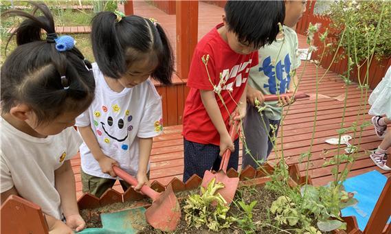 土豆种植新手入门指南？如何从零开始成为种植高手？
