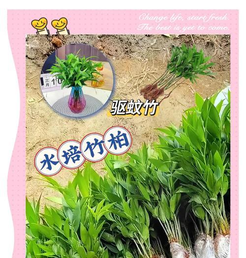 水培竹柏如何养护？室内绿植有哪些养护技巧？
