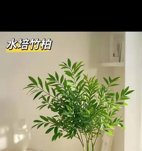 水培竹柏如何养护？室内绿植有哪些养护技巧？