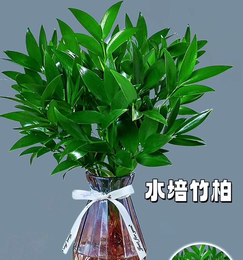 水培竹柏如何养护？室内绿植有哪些养护技巧？