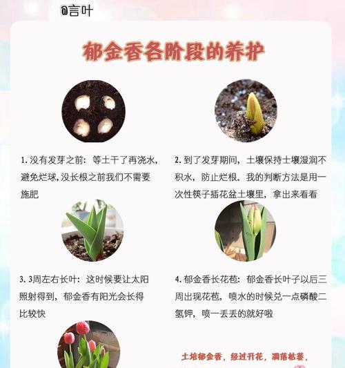 郁金香室内摆放安全吗？有无毒性需要注意什么？