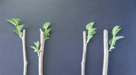 扦插繁殖植物有哪些？如何轻松进行植物扦插？