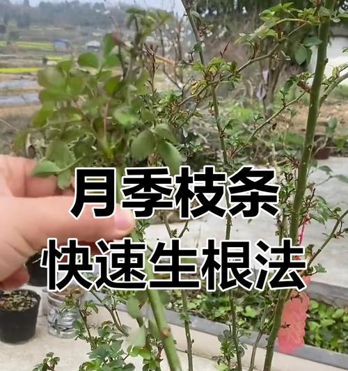 扦插繁殖植物有哪些？如何轻松进行植物扦插？