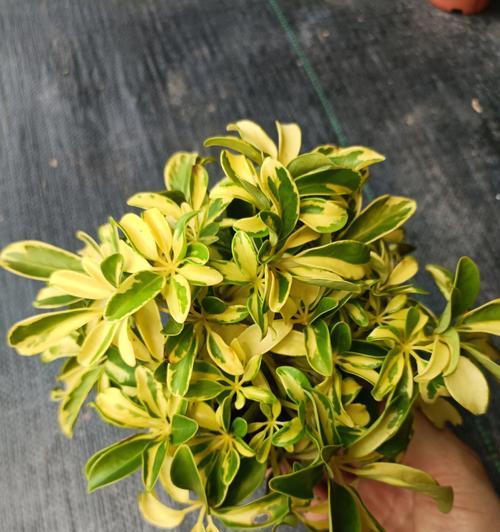 鸭脚木什么时候开花？如何促进开花？