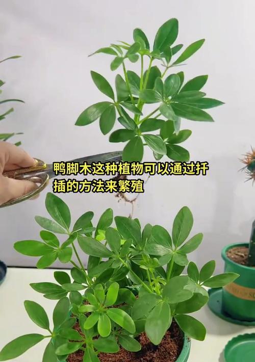 鸭脚木什么时候开花？如何促进开花？