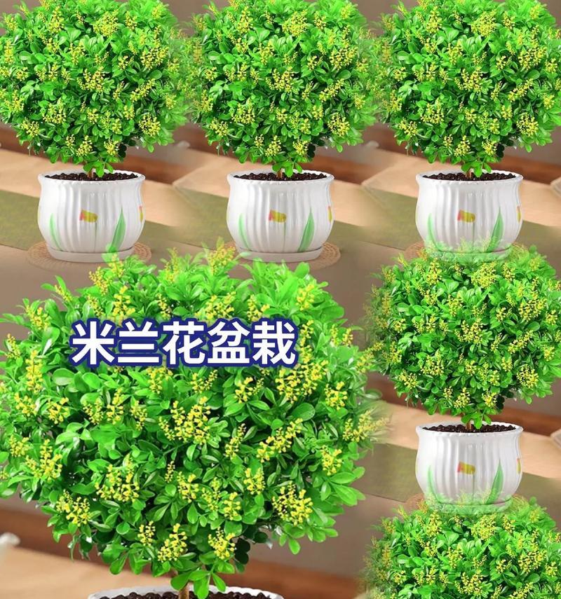 哪些盆栽美植适合家中养护？如何照料才能爱不释手？