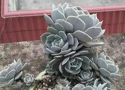 哪些盆栽美植适合家中养护？如何照料才能爱不释手？
