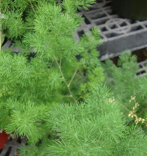 蓬莱松如何繁殖？有哪些繁殖技巧？