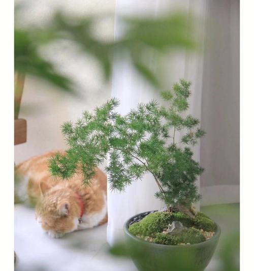 蓬莱松如何繁殖？有哪些繁殖技巧？