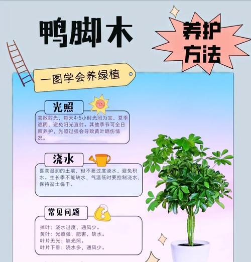 鸭脚木开花时间是什么时候？如何提前准备？