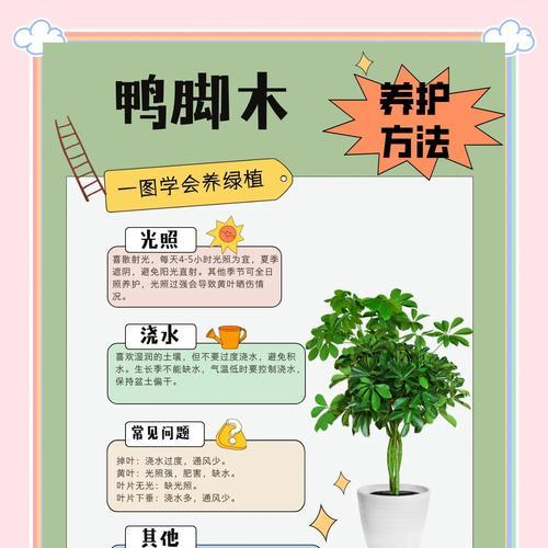 鸭脚木开花时间是什么时候？如何提前准备？