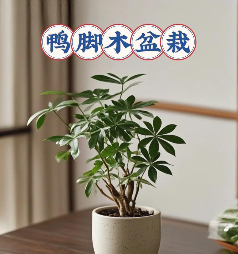 鸭脚木开花时间是什么时候？如何提前准备？