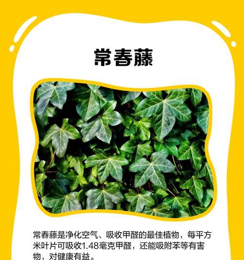 常春藤如何成为室内空气净化器？养护技巧有哪些？