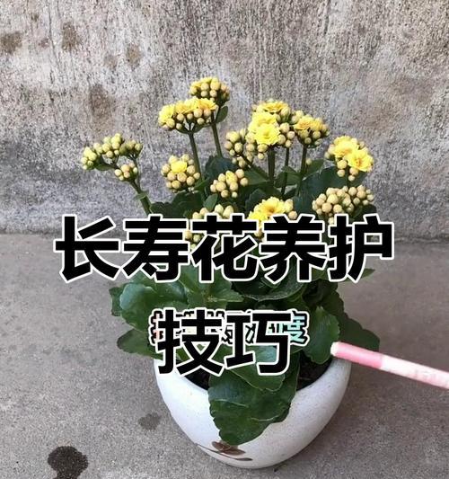 长寿花花期如何管理？养护技巧是什么？