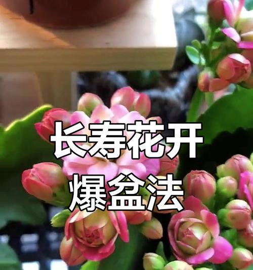 长寿花花期如何管理？养护技巧是什么？
