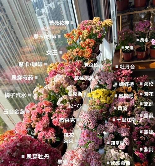 长寿花花期如何管理？养护技巧是什么？