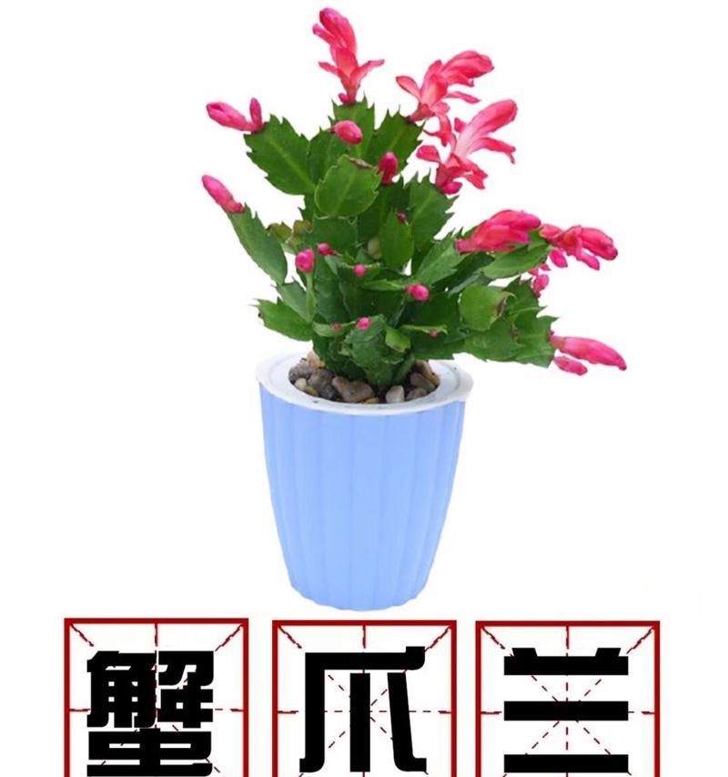蟹爪兰的养护方法是什么？如何养好蟹爪兰？