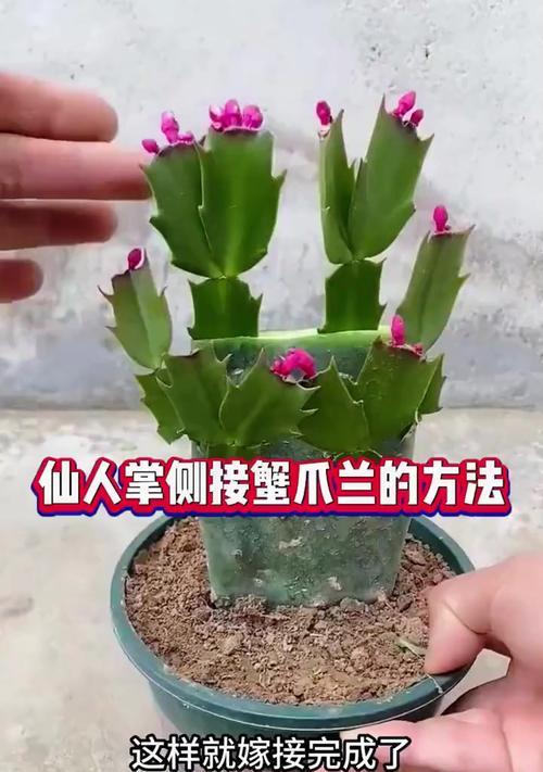 蟹爪兰的养护方法是什么？如何养好蟹爪兰？
