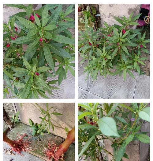 凤鲜花的种植步骤是什么？需要注意哪些事项？