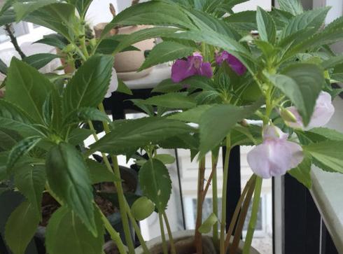 凤鲜花的种植步骤是什么？需要注意哪些事项？
