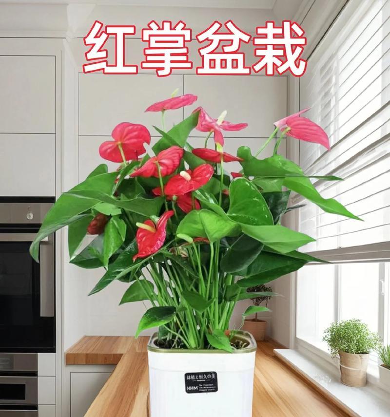 红掌花如何养殖才能鲜艳？有哪些要点需要注意？