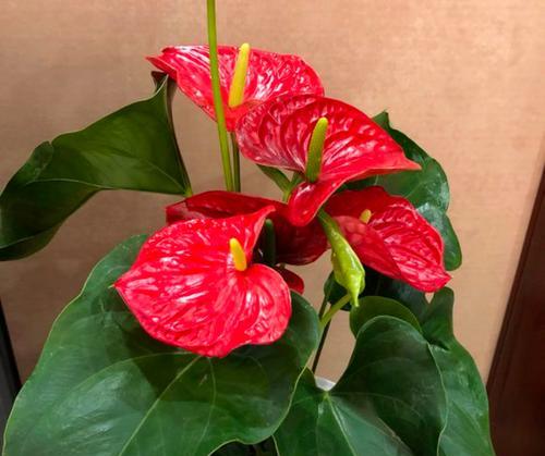 红掌花如何养殖才能鲜艳？有哪些要点需要注意？