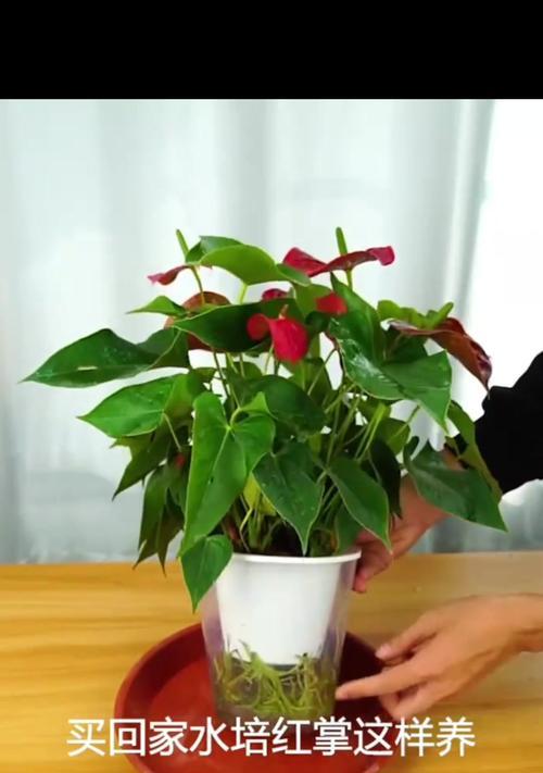 红掌花如何养殖才能鲜艳？有哪些要点需要注意？