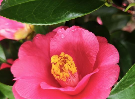 哪些花适合小盆栽？如何实现连续开花？