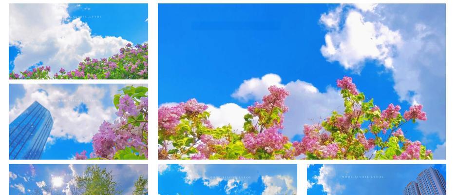 沈城紫丁香何时开花？最佳赏花地点在哪里？