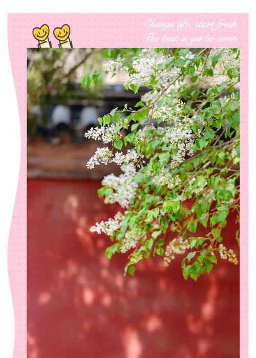 沈城紫丁香何时开花？最佳赏花地点在哪里？