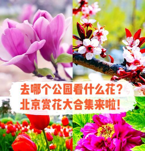 沈城紫丁香何时开花？最佳赏花地点在哪里？