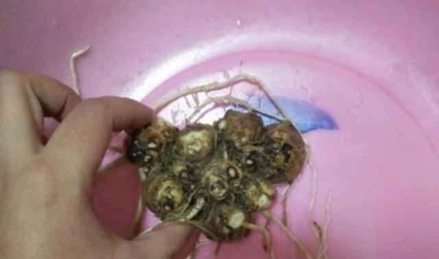 马蹄莲如何从球茎养护到开花？有哪些养护要点？