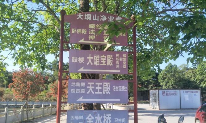 大洞山野玫瑰何时盛开？如何欣赏其山间芬芳？