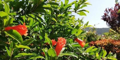大洞山野玫瑰何时盛开？如何欣赏其山间芬芳？