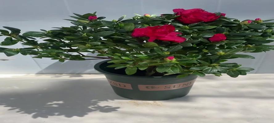 杜鹃花四季开花是真的吗？如何实现？