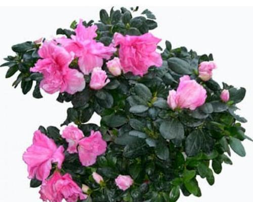 杜鹃花四季开花是真的吗？如何实现？
