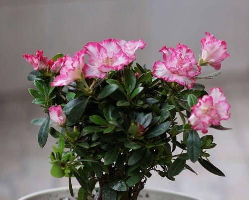 杜鹃花四季开花是真的吗？如何实现？