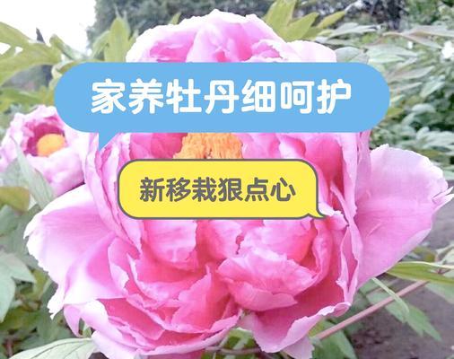 牡丹花如何养护？生长过程中需要注意什么？