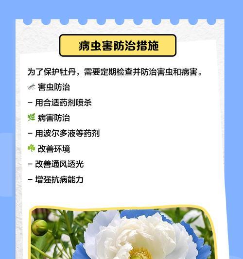 牡丹花如何养护？生长过程中需要注意什么？