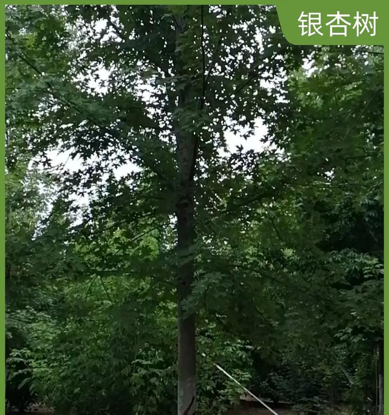 白果树和银杏树有什么区别？它们是一样的吗？