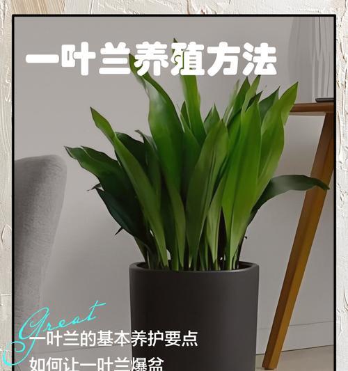一叶兰如何养护？养护指南是什么？