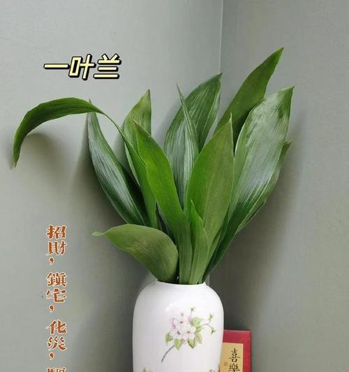 一叶兰如何养护？养护指南是什么？