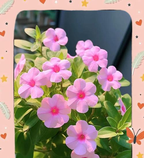 长春花如何扦插？轻松繁殖三十盆的秘诀是什么？